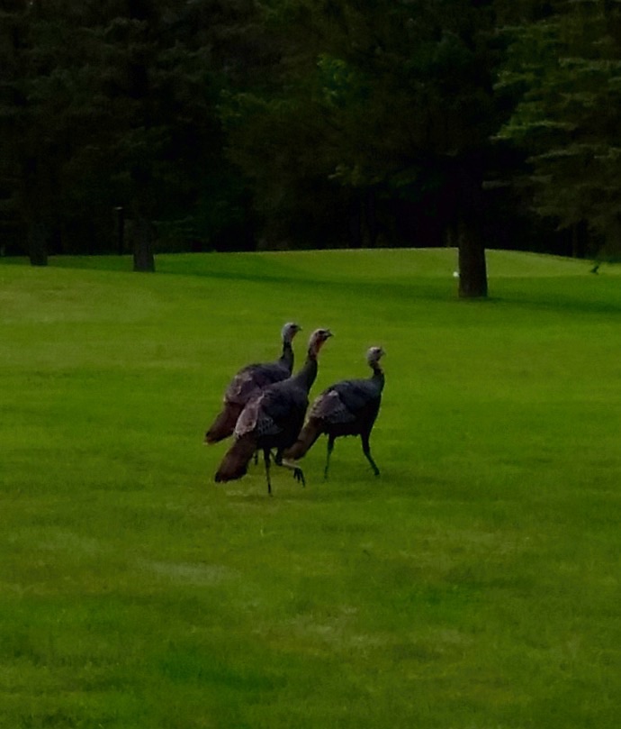 More shots of Wild&nbsp;Turkey!!